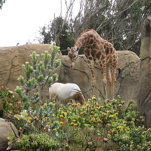 African Savanna - Reticulated Giraffe and Scimitar-horned Oryx