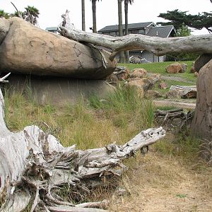 African Savanna - Creep