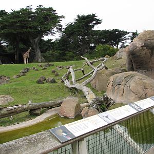 African Savanna - Middle Viewing Area