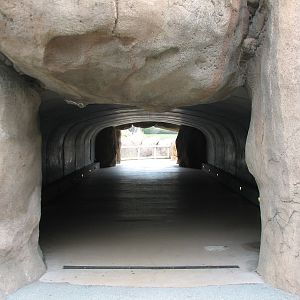 African Savanna - Tunnel