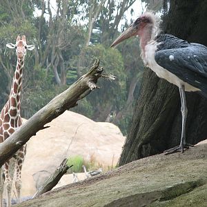 African Savanna - Marabou Stork and Reticulated Giraffe