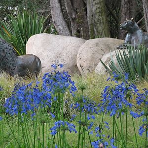 African Savanna - Lion Statues