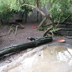 African Aviary - Interior