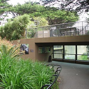 Gorilla Preserve - Viewing Area