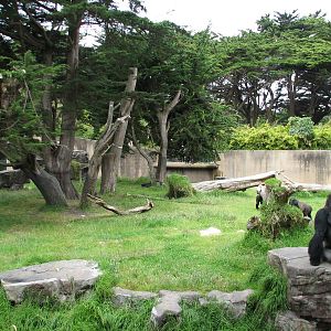 Gorilla Preserve