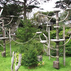 Lemur Forest - Main Habitat