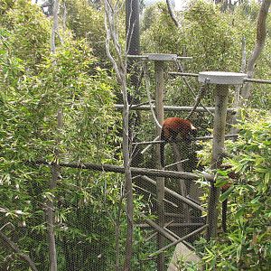 Lemur Forest - Netted Enclosure