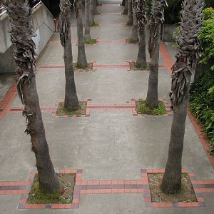 Primate Discovery Center - Plaza