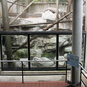 Primate Discovery Center - Black Howler Monkey Exhibit
