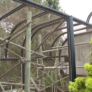 Primate Discovery Center - Siamang Exhibit