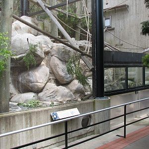 Primate Discovery Center - Siamang Exhibit