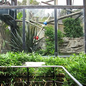 Primate Discovery Center - Lion-tailed Macaque Exhibit