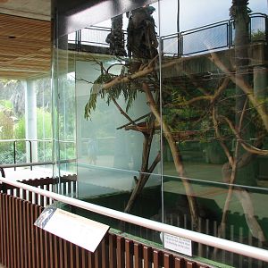 Primate Discovery Center - Pied Tamarin Exhibit