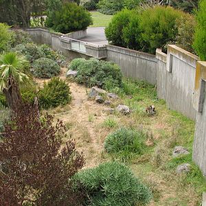 Primate Discovery Center - Patas Monkey Exhibit