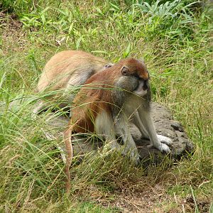 Primate Discovery Center - Patas Monkey