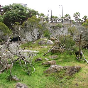 Primate Discovery Center - Mandrill Exhibit