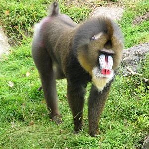 Primate Discovery Center - Mandrill