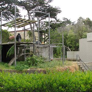 Chimpanzee Exhibit 1