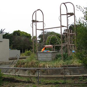 Chimpanzee Exhibit 2