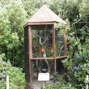 Childrens Zoo - Lovebird Exhibit