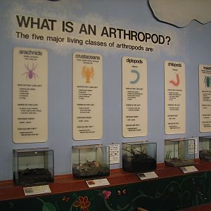 Childrens Zoo - Insect Zoo Interior