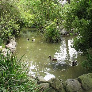 Childrens Zoo - Waterfowl Lagoon