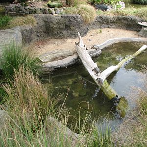 Childrens Zoo - Freshwater Aquatic Turtles Exhibit