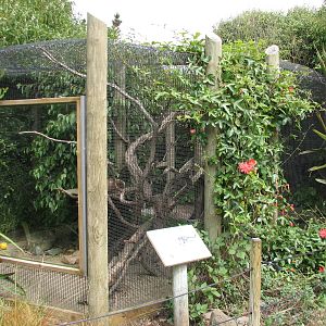Childrens Zoo - White-nosed Coati Exhibit