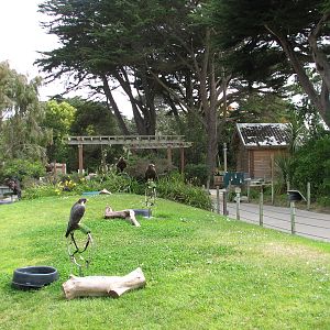 Childrens Zoo - Hawk Hill