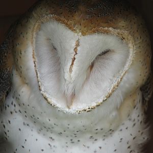 Childrens Zoo - Barn Owl