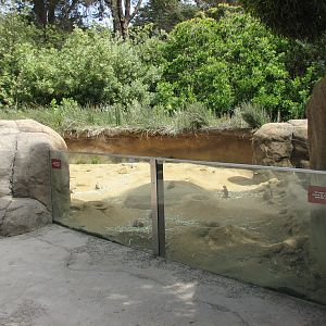 Childrens Zoo - Meerkats and Prairie Dogs - Black-tailed Prairie Dog Exhibi