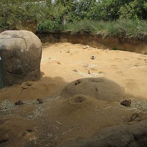 Childrens Zoo - Meerkats and Prairie Dogs - Black-tailed Prairie Dog Exhibi