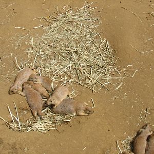 Childrens Zoo - Meerkats and Prairie Dogs - Black-tailed Prairie Dogs