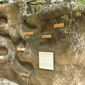 Childrens Zoo - Meerkats and Prairie Dogs - Black-tailed Prairie Dog Tunnel