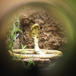 Childrens Zoo - Meerkats and Prairie Dogs - Cobra Statue