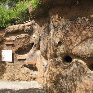 Childrens Zoo - Meerkats and Prairie Dogs - Meerkat Tunnel Display