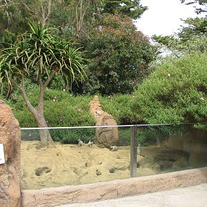 Childrens Zoo - Meerkats and Prairie Dogs - Meerkat Exhibit