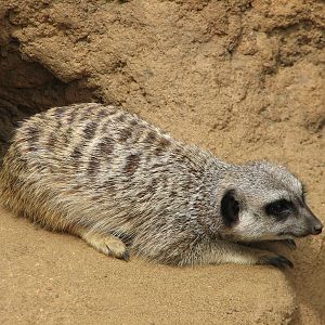 Childrens Zoo - Meerkats and Prairie Dogs - Meerkat