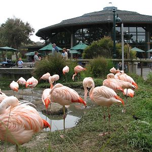 Flamingo Exhibit and Leaping Lemur Cafe