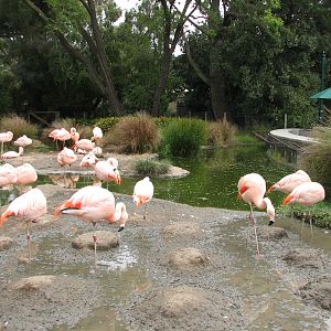 Flamingo Exhibit