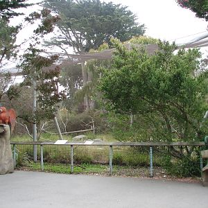 Southern Ground Hornbill Exhibit