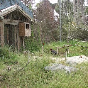 Southern Ground Hornbill Exhibit