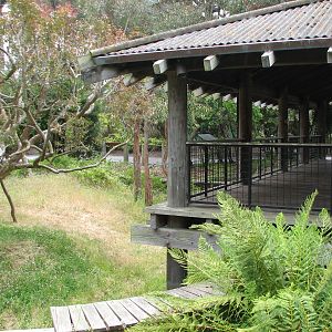 Koala Crossing - Outdoor Yard