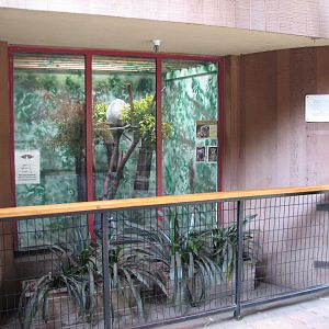 Koala Crossing - Indoor Exhibit