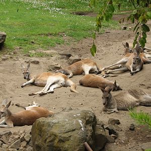 Australian Walkabout - Kangaroos