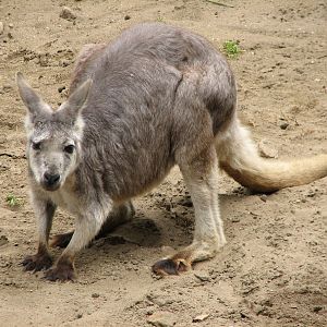 Australian Walkabout - Common Wallaroo