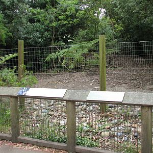 Doubel-wattled Cassowary Exhibit