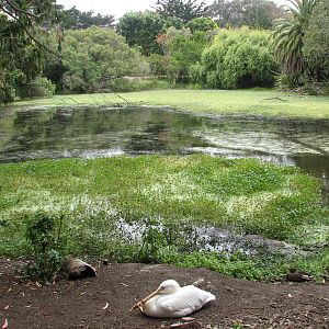 American White Pelican Exhibit
