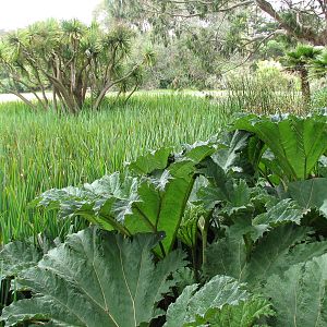 American White Pelican Exhibit