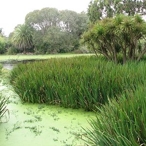 American White Pelican Exhibit